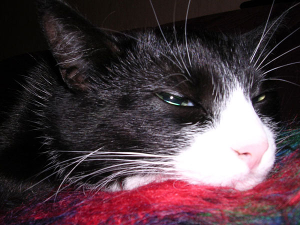 Людмила кот, кошка