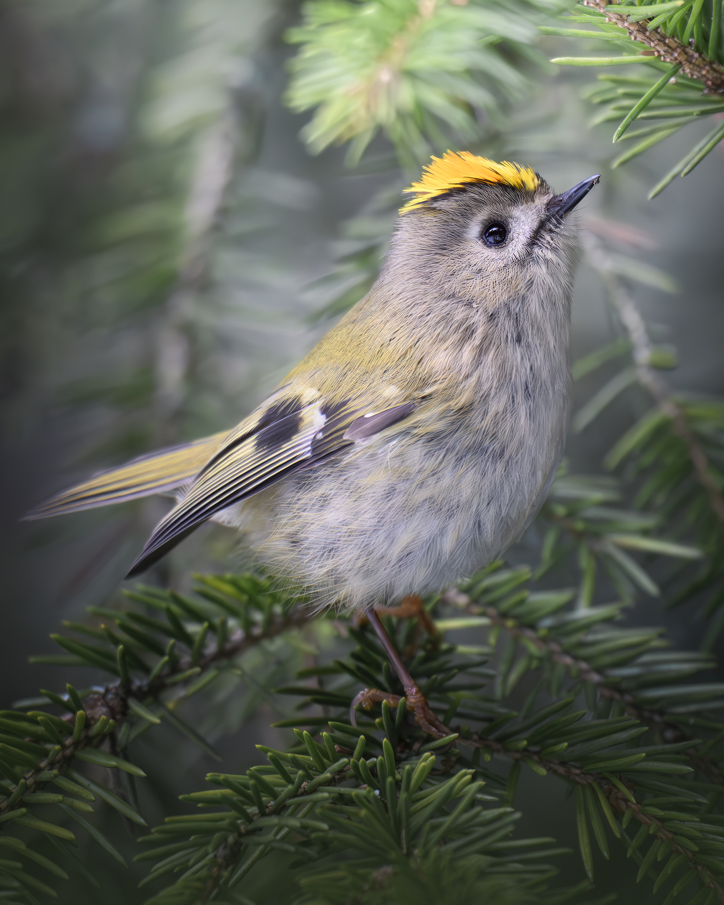 Желтоголовый королёк (Regulus regulus) 