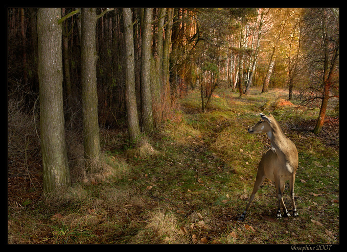 Таинственный лес лес forest