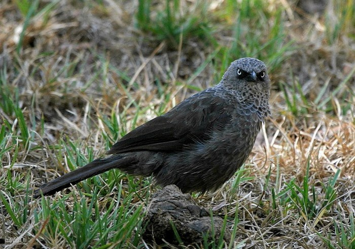  СТРАШНЫЙ И УЖАСНЫЙ rufous-tailed weaver Кения. скворец. черный.