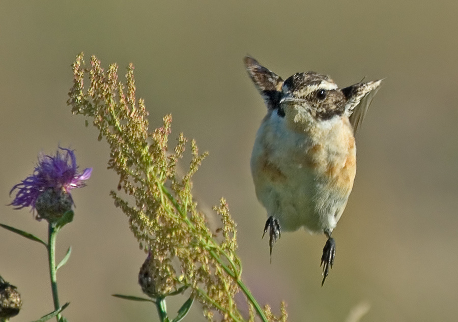 Встречайте Луговой чекан, Whinchat, Saxicola rubetra, полет