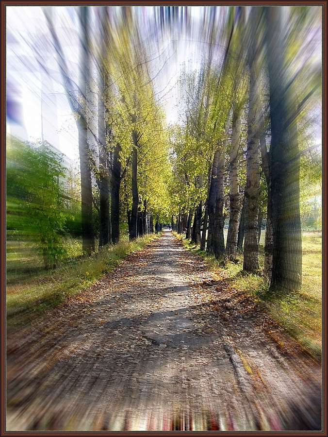 Дорога в осень осень листва