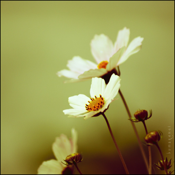 Космея (Cosmos) Cosmos Космея