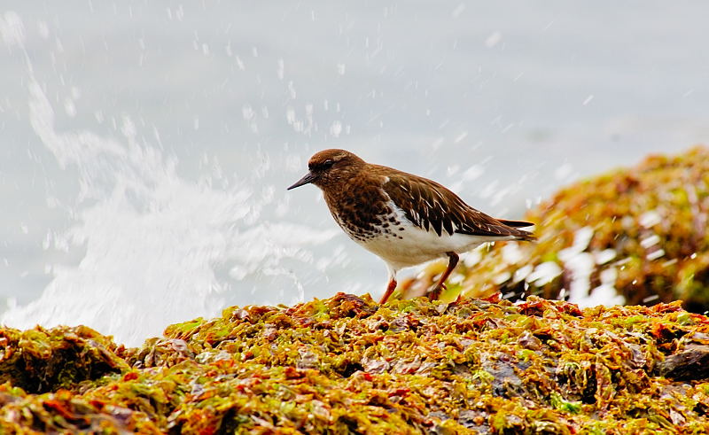 По волнам Surfbird