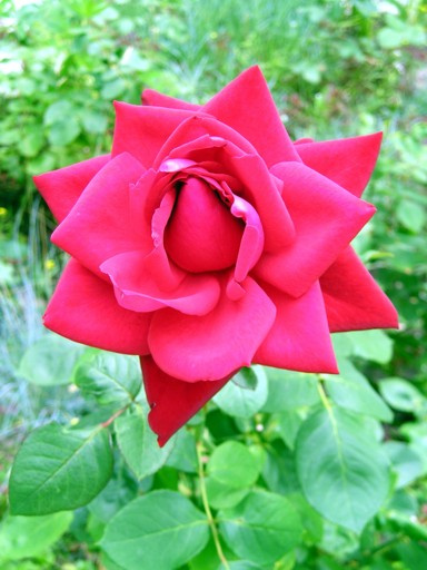 rose цветок роза