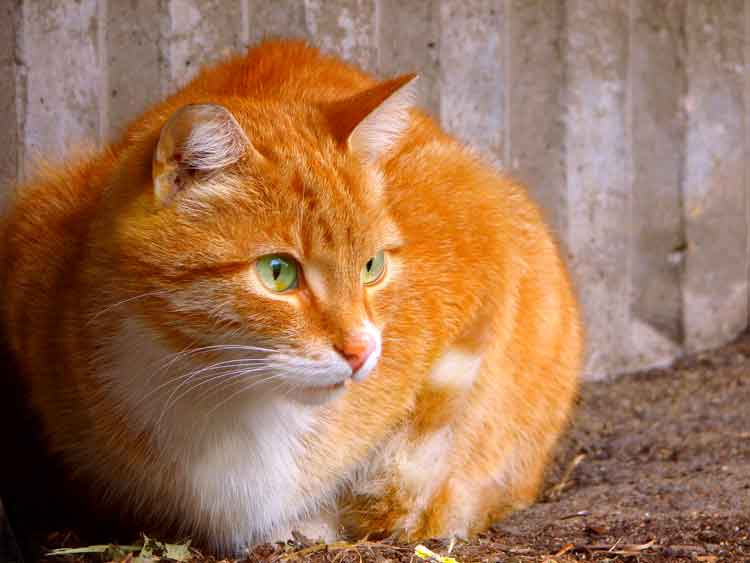 Котомандарино кошки