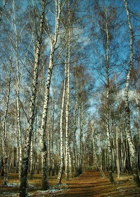 осенние кружева небо березы ноябрь