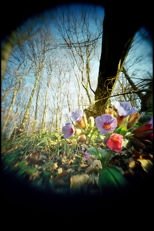 любимый лес пинхол, цветок, лес, дерево,pinhole