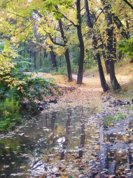 осенние зарисовки осень