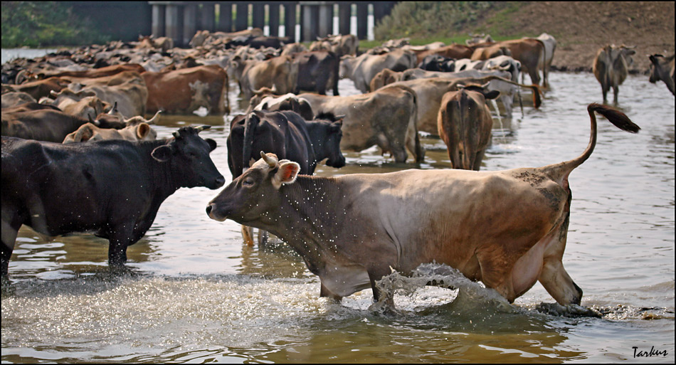 Водные процедуры корова река вода жара