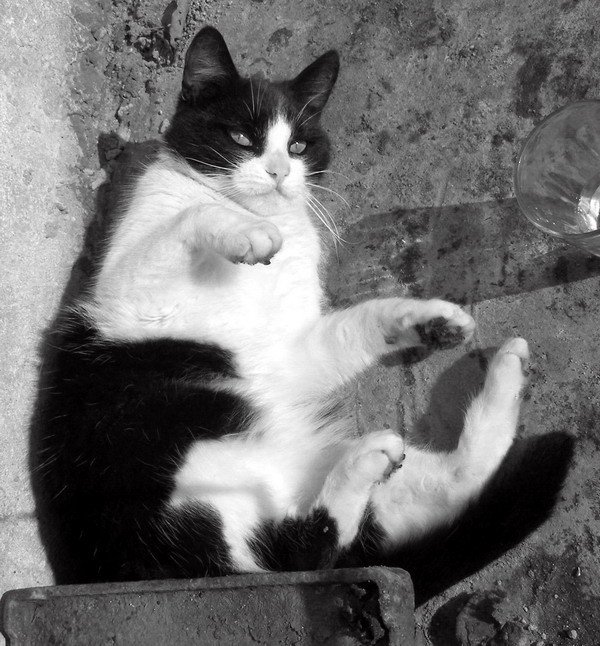 кот кот, стакан, цемент, ч/б