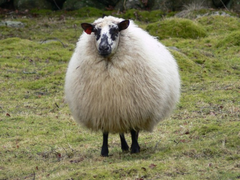 100% wool 