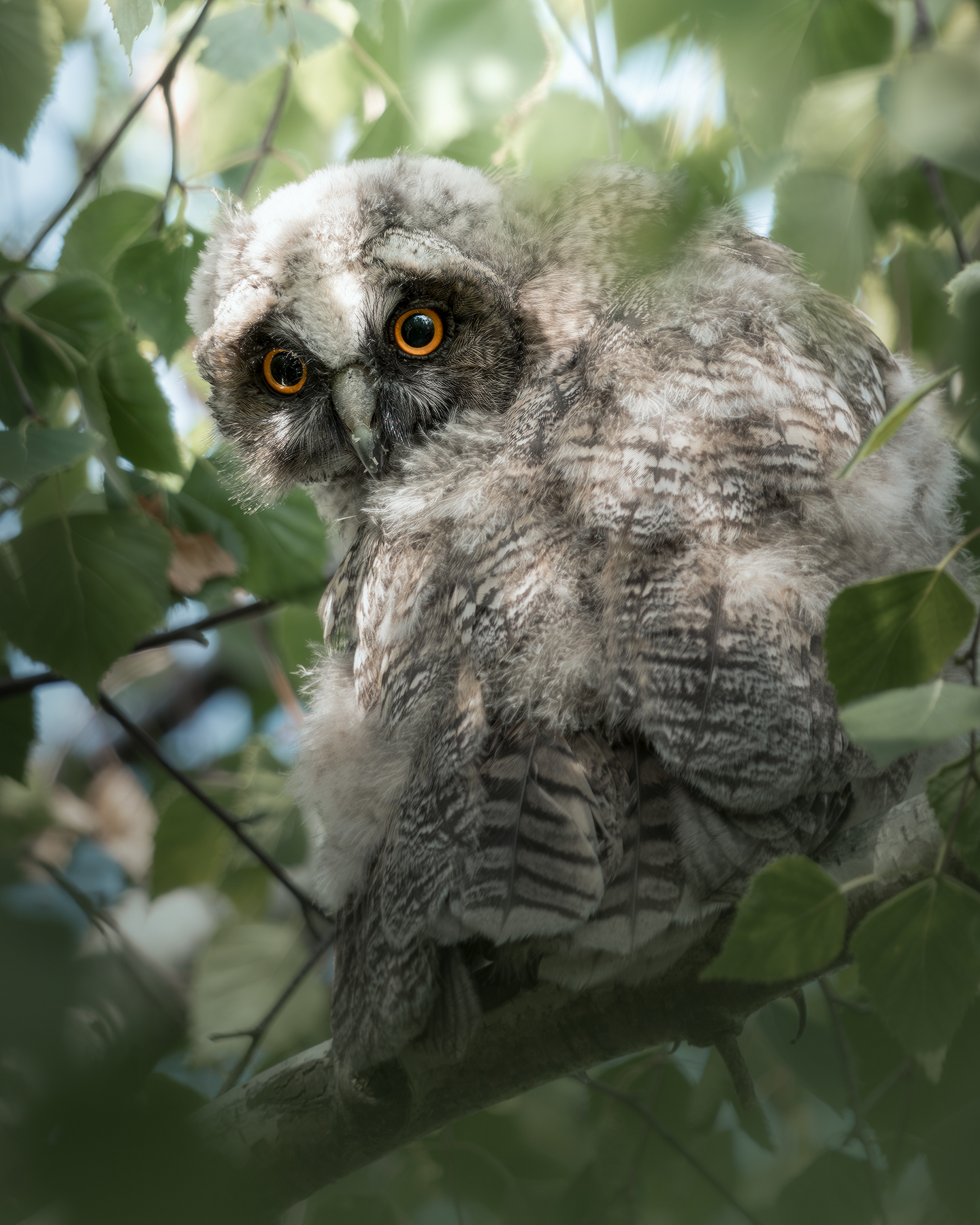 Ушастая сова (Asio otus) 