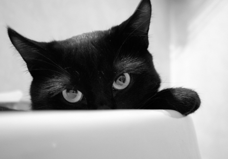 * кот фауст черный раковина