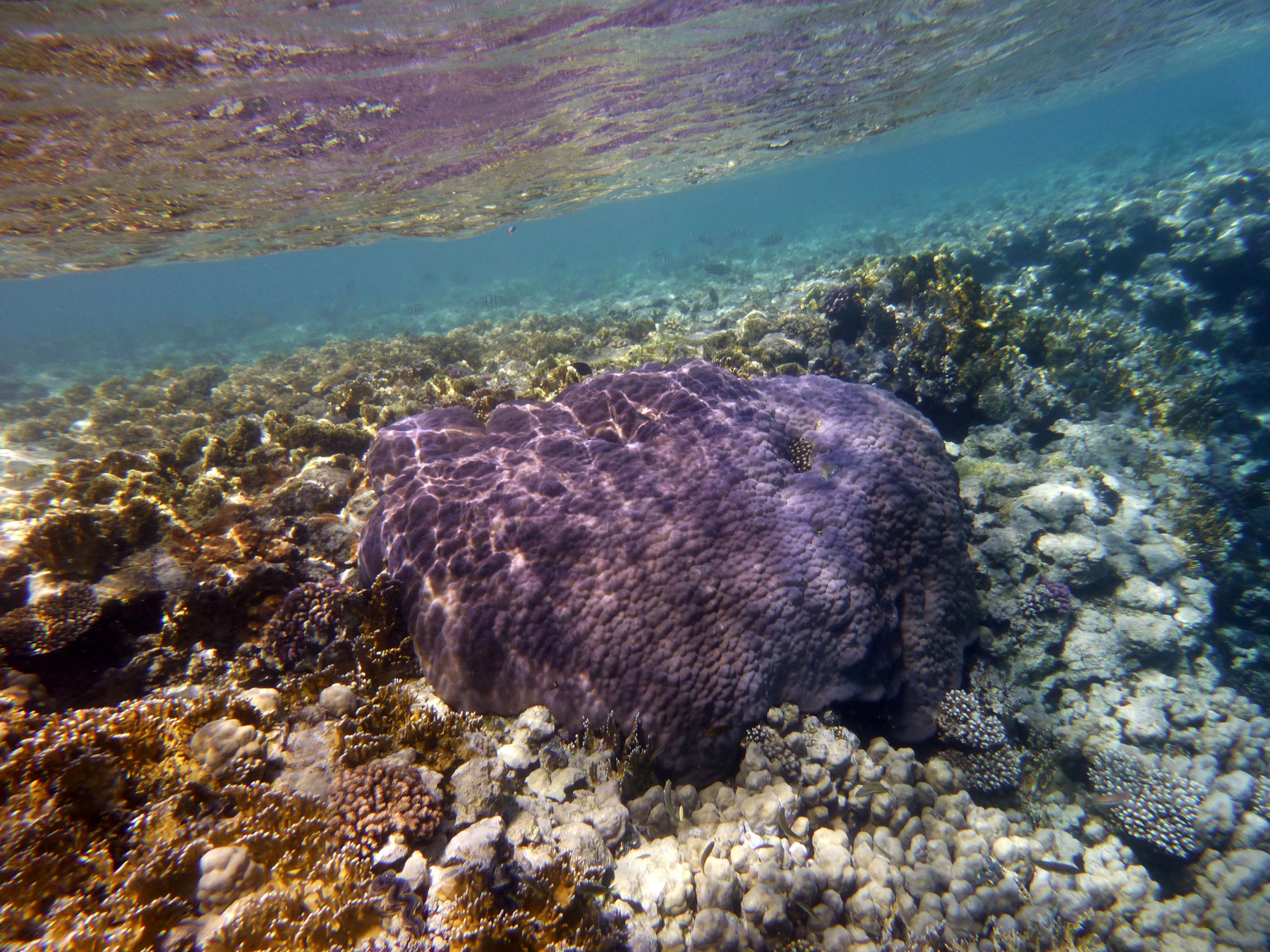 *** красное море коралл подводный