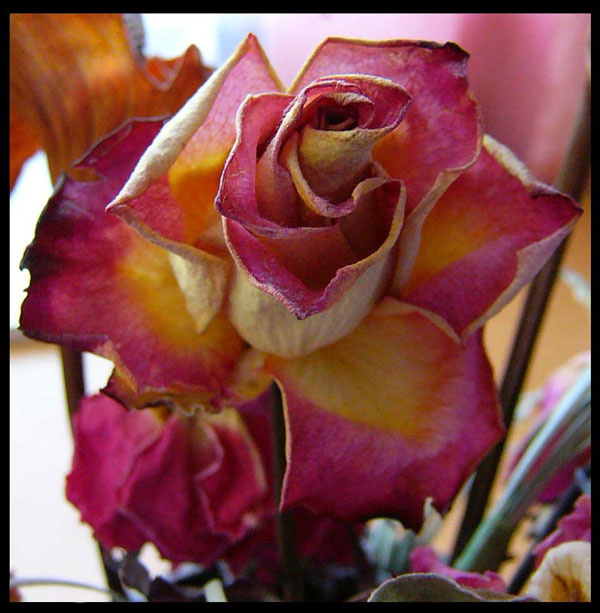 rose rose 
