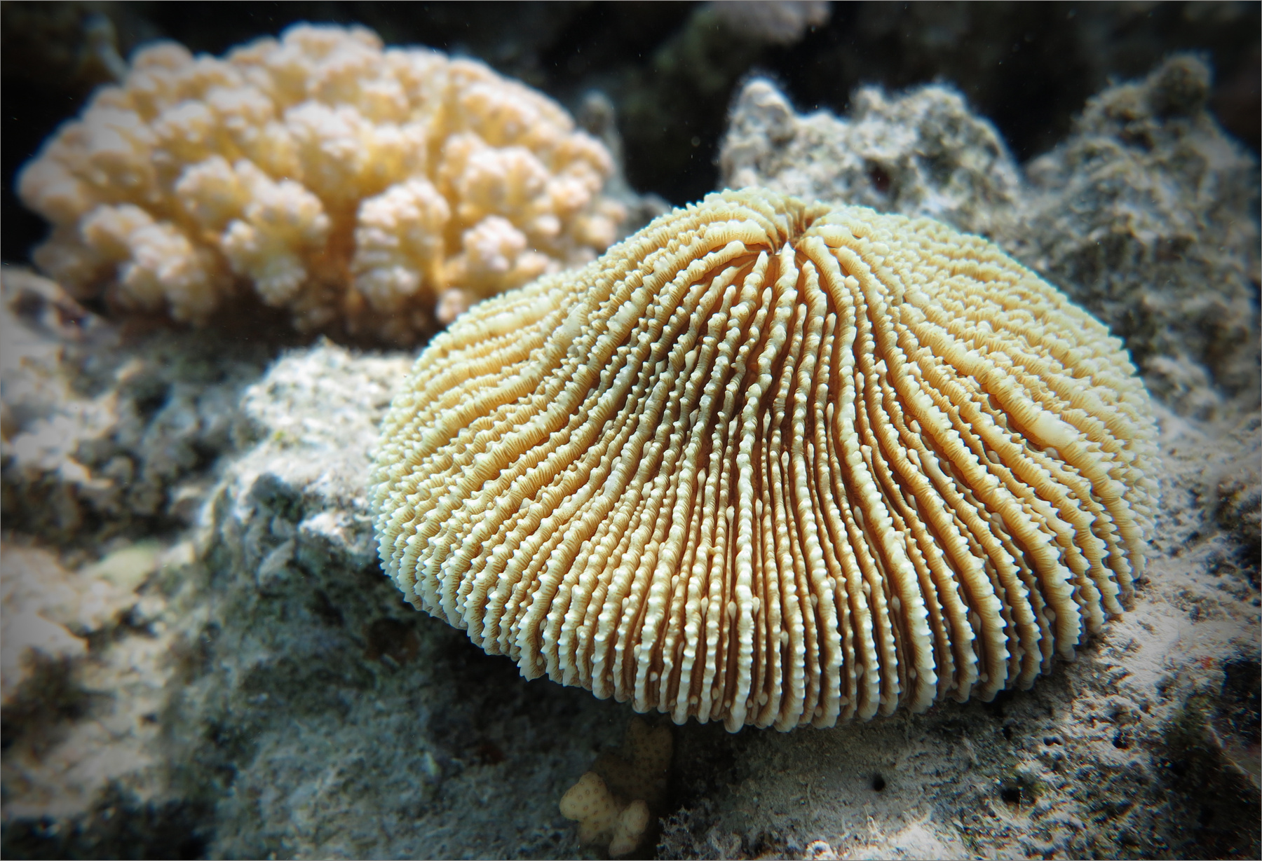 Тарелко подводное фото Красное море