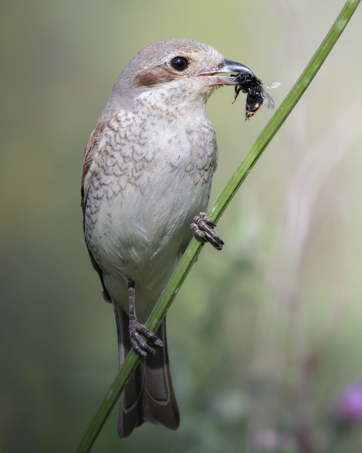 Обыкновенный жулан (Lanius collurio) 