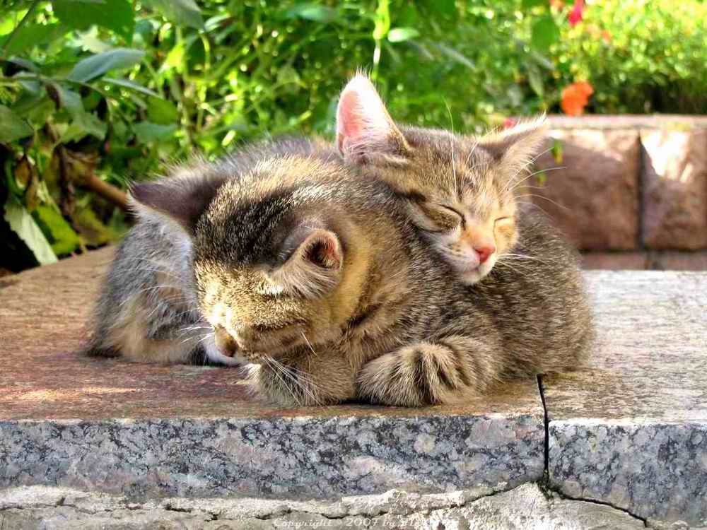 Romeo & Juliet кошки
