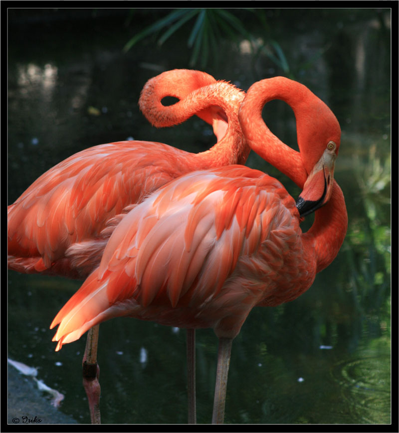 Just flamingo... flamingo