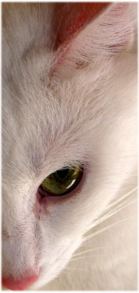 look at me кошка