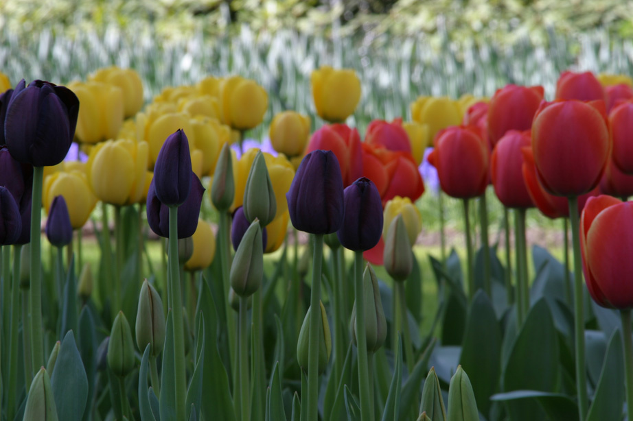 Tulips 3 тюльпан голландия цветы