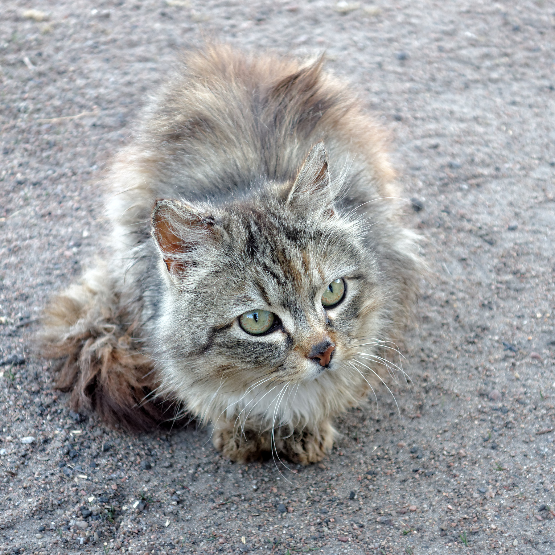 Неполноухий Ленобласть Смолячково кот ухо