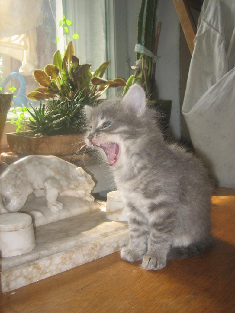 без названия котенок
