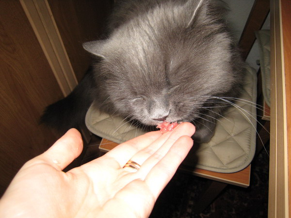 kiska 