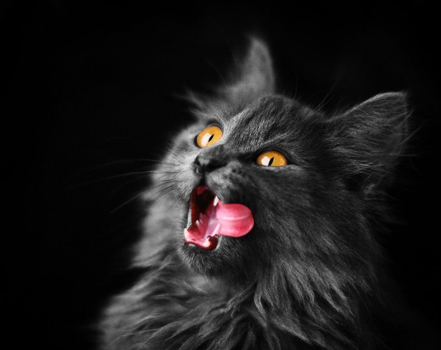 ням! кошка ням