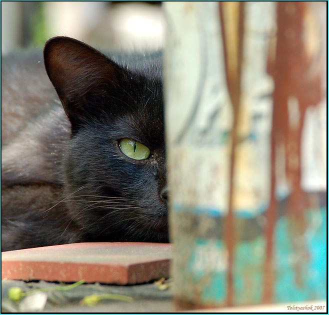 Кот. Чёрный кот