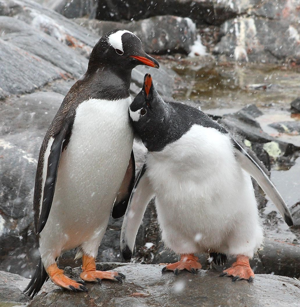 I want to eat Gentoo want eat
