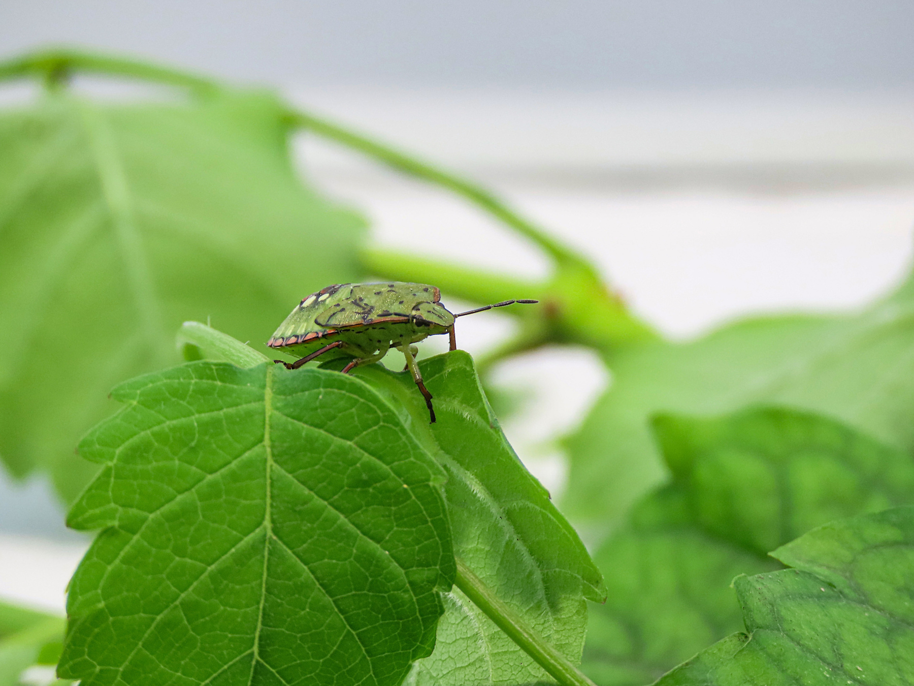 зелёный  клоп (Nezara viridula L.) макро клоп насекомые