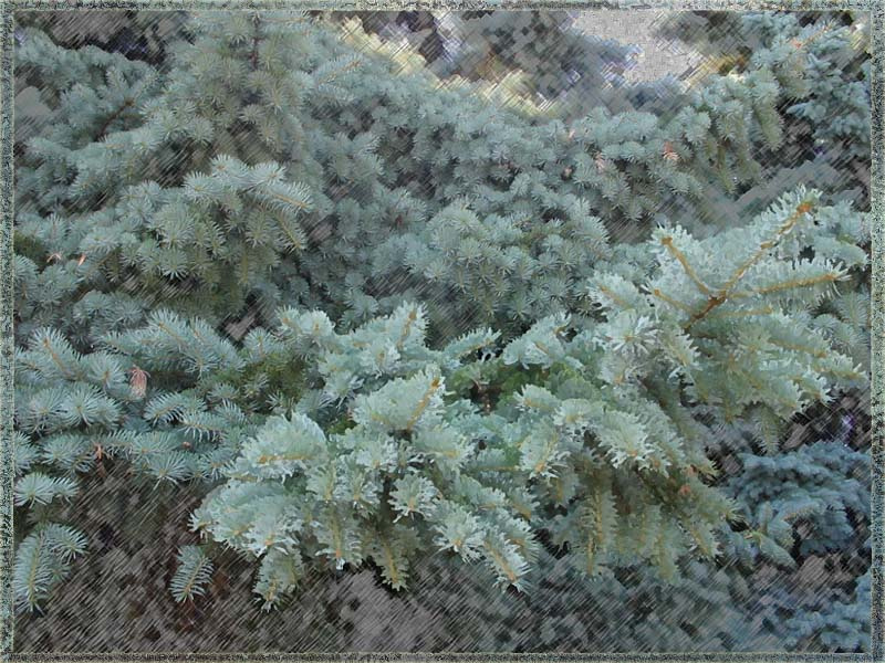 Природа лес мягкий природа вид фото необычный взгляд сосны сад
