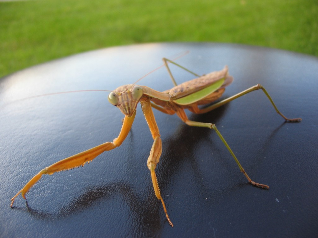 Praying Mantis praying mantis