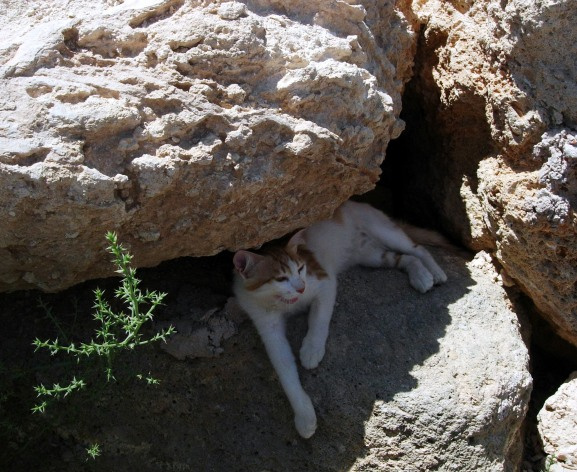 В рабочий полдень камни жара кот