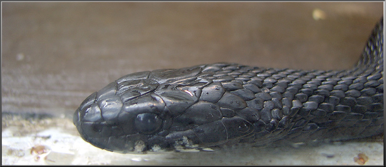 Тень, носящая доспех. Змея Черный Тень Чешуйчатый  snake  shadow   black  scaly