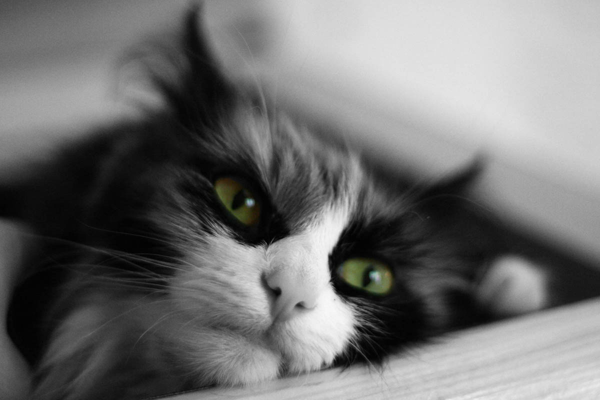 *** кошка