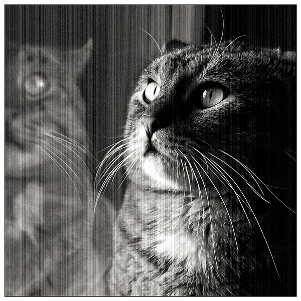 Да, неплохое это дело ваАалерьянка... нет ВаалеЕерьянка... тьфу ты! Кот валерьянка хорошее настроение