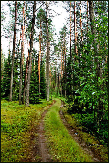 Лес. Тропа 