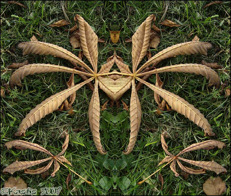 Terra Florata 005 (Autumn Spider) осень листья трава паук