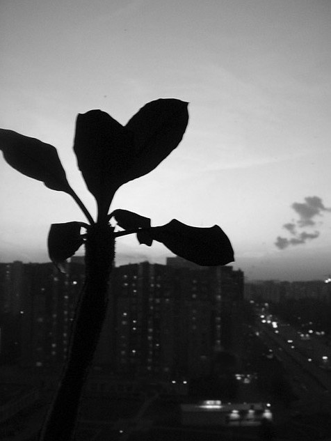 Тень на окне 