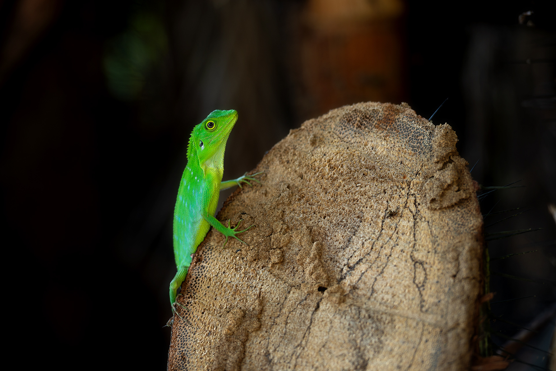 Bronchocela jubata 