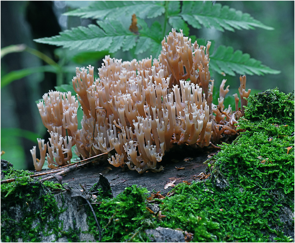 Рогатик. Рогатик гриб Ramaria sp. Clavariaceae.