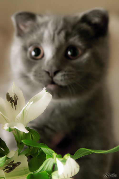 *** кот лилии