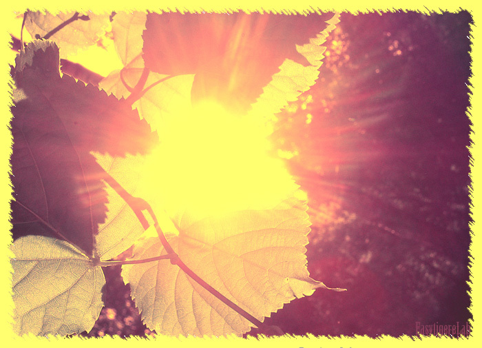 sun 
