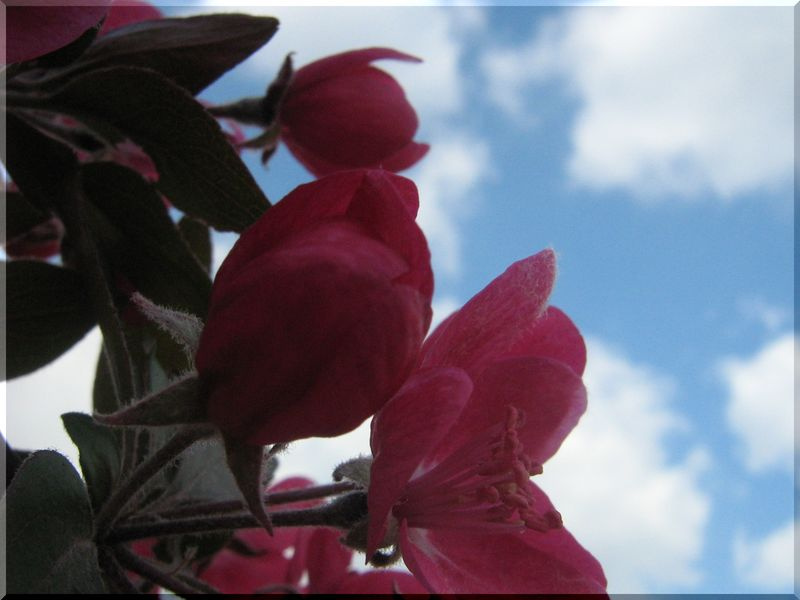 pink&blue розовое цветы весна природа дерево небо