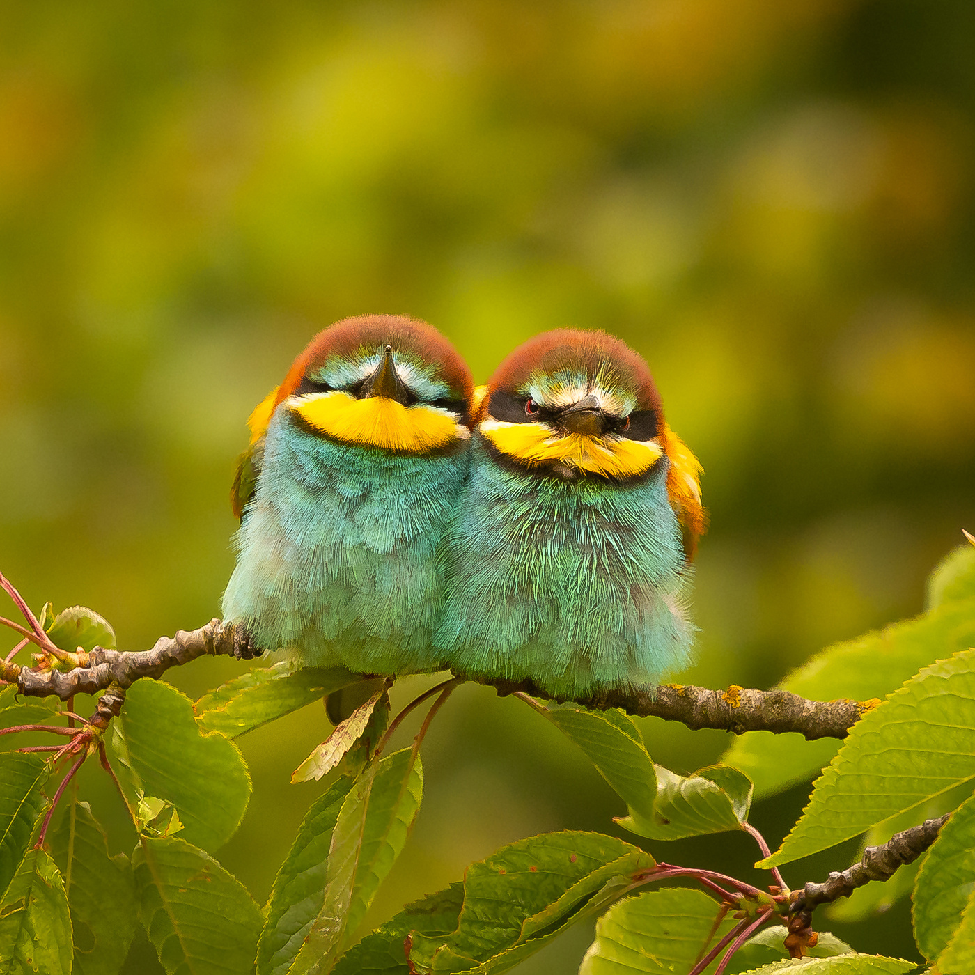 Angry birds:-) 