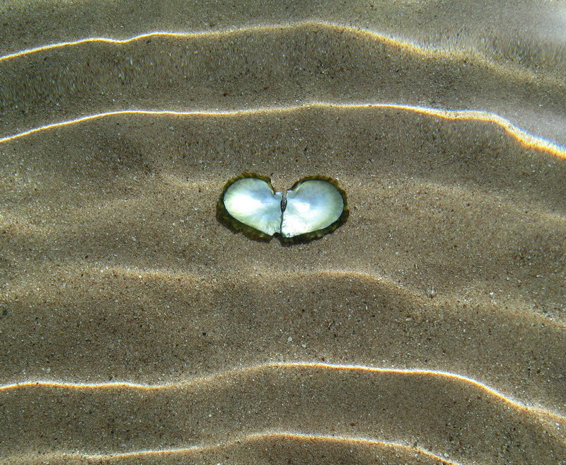 Сердце морей ракушка, море
