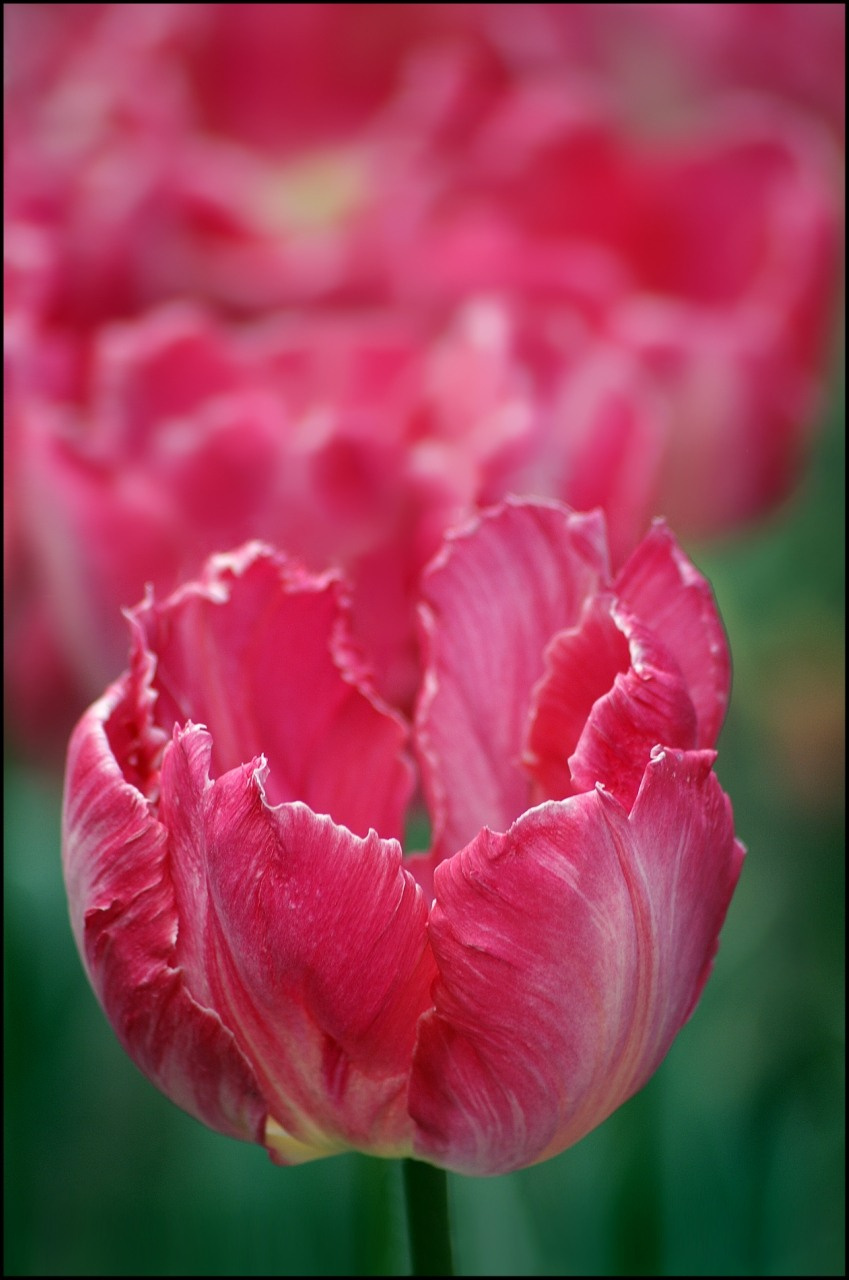 Вам, милые женщины! природа цветы тюльпаны весна май tulips